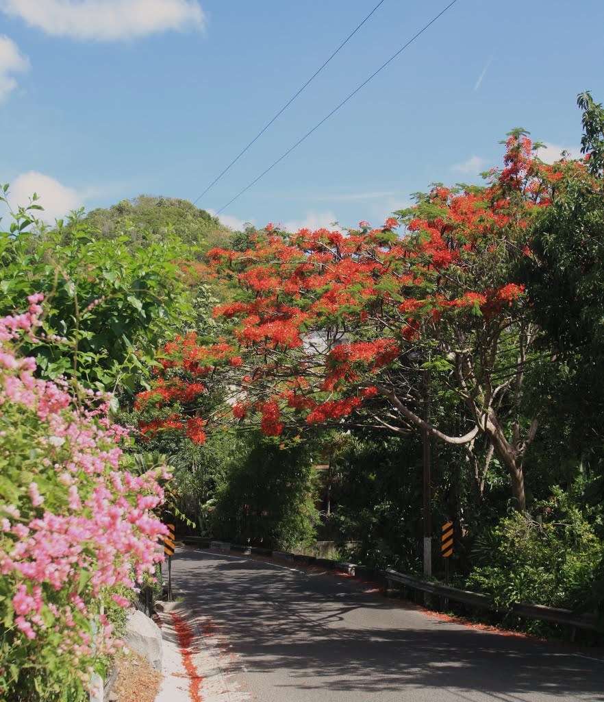 Nuestro techo de flores-San Germán by Ricardo David Jusino