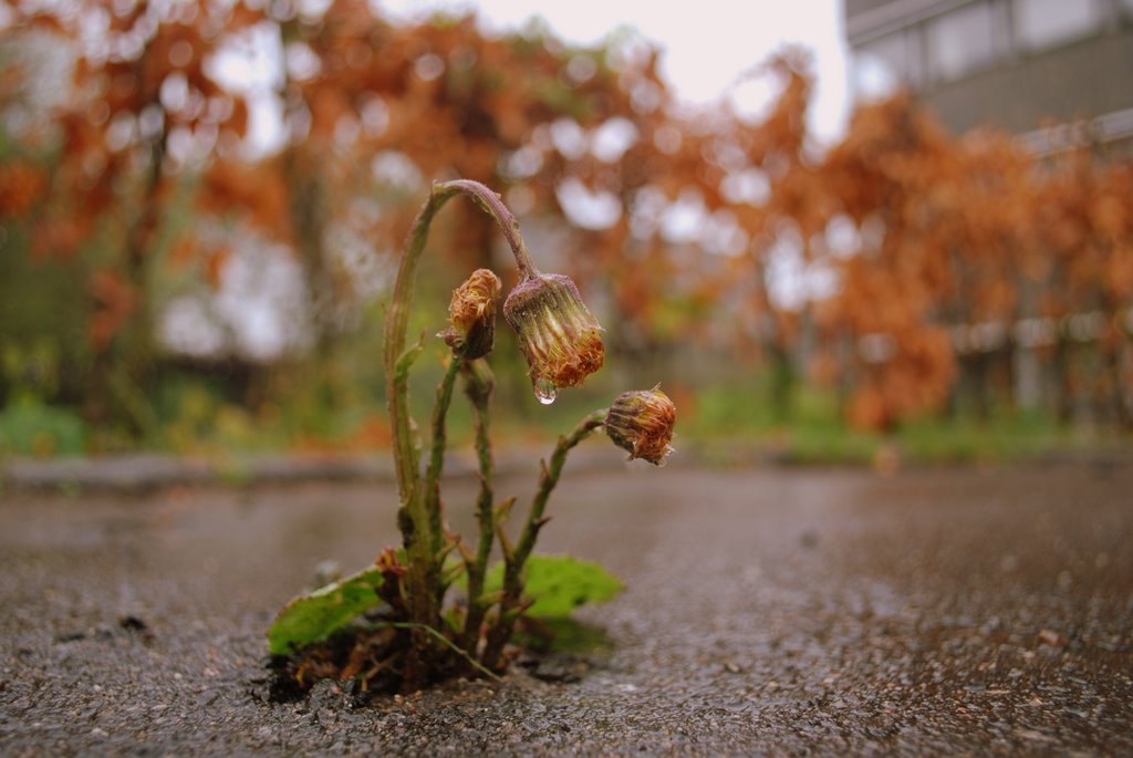 Mælkebøtterop by Tarje