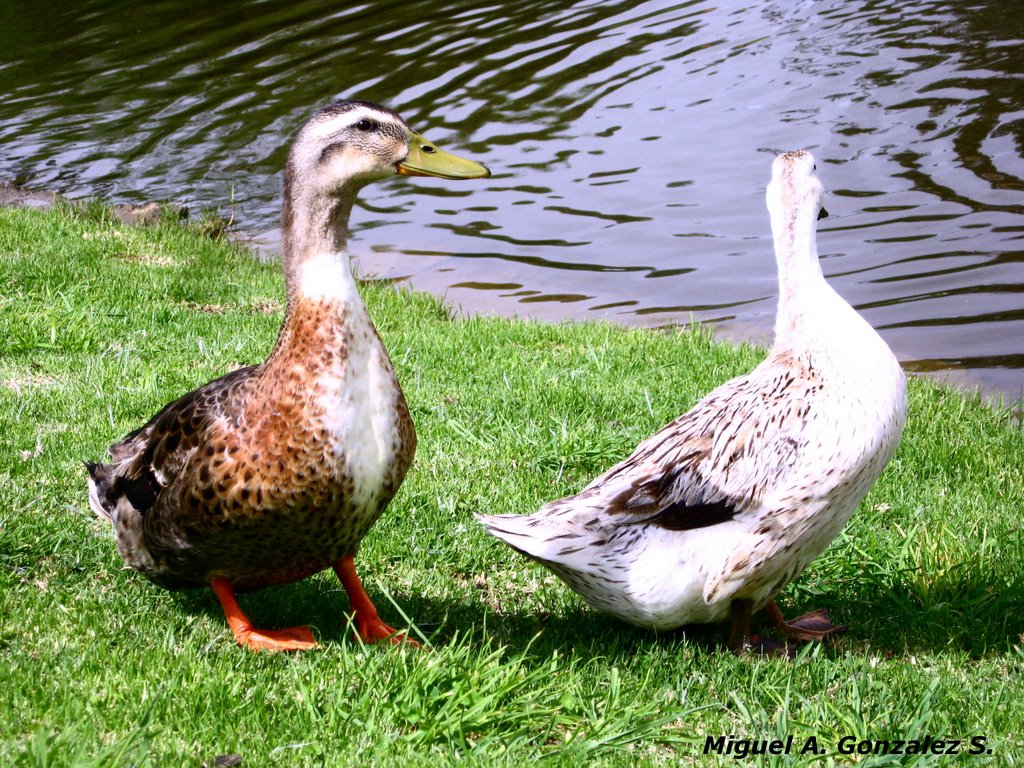 La Pata del Pato by Miguel A. Gonzalez S…