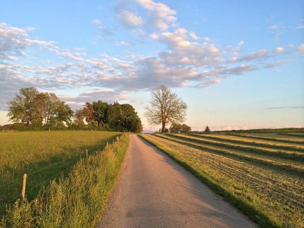 Alpenpanorama gesehen in Wangen am Mittelpunkt des Kantons Zürich by Artur Braun