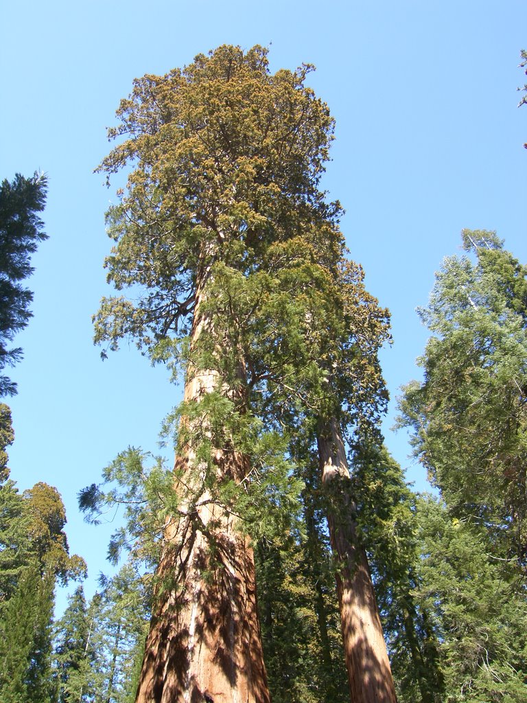 Giant Sequoia by Iceage34