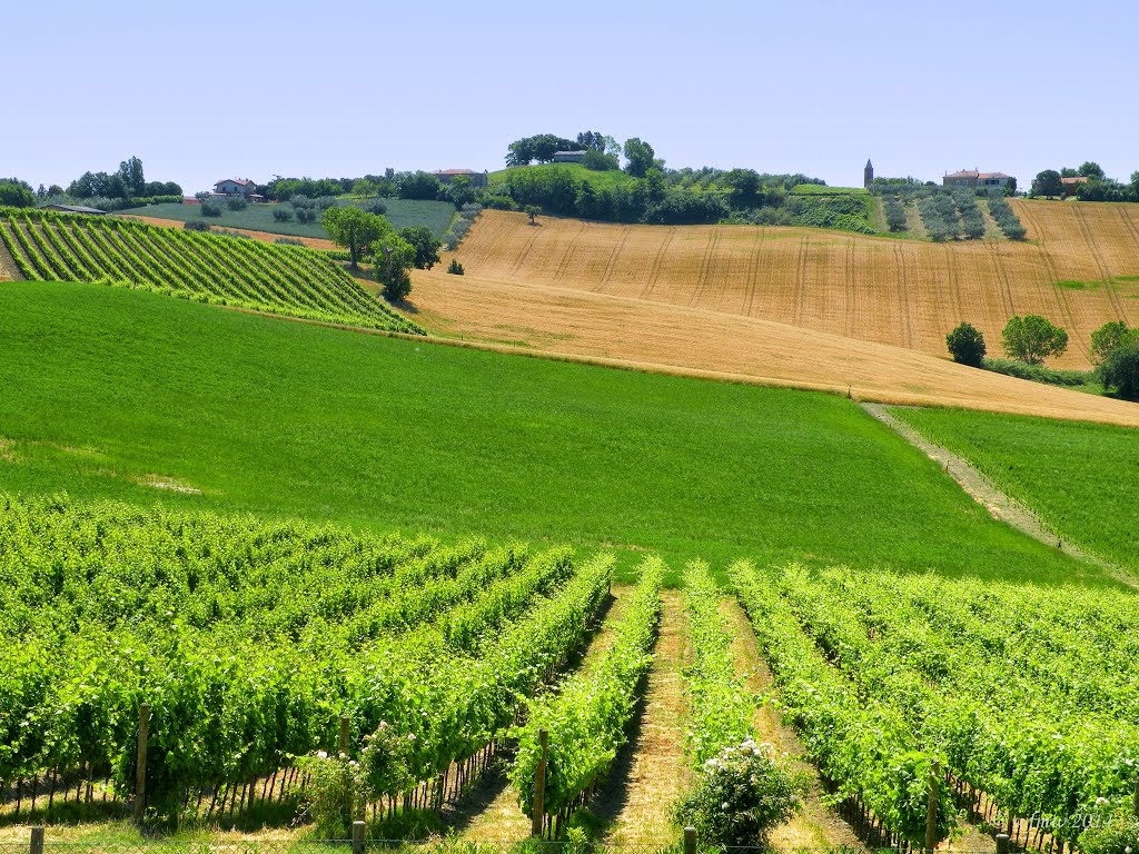 Passano di Coriano, vineyard by © wfmw