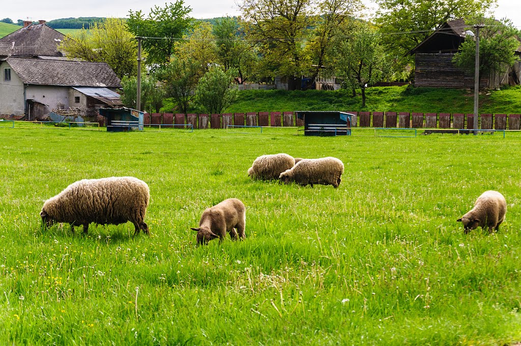 Paša na ihrisku by PavolG