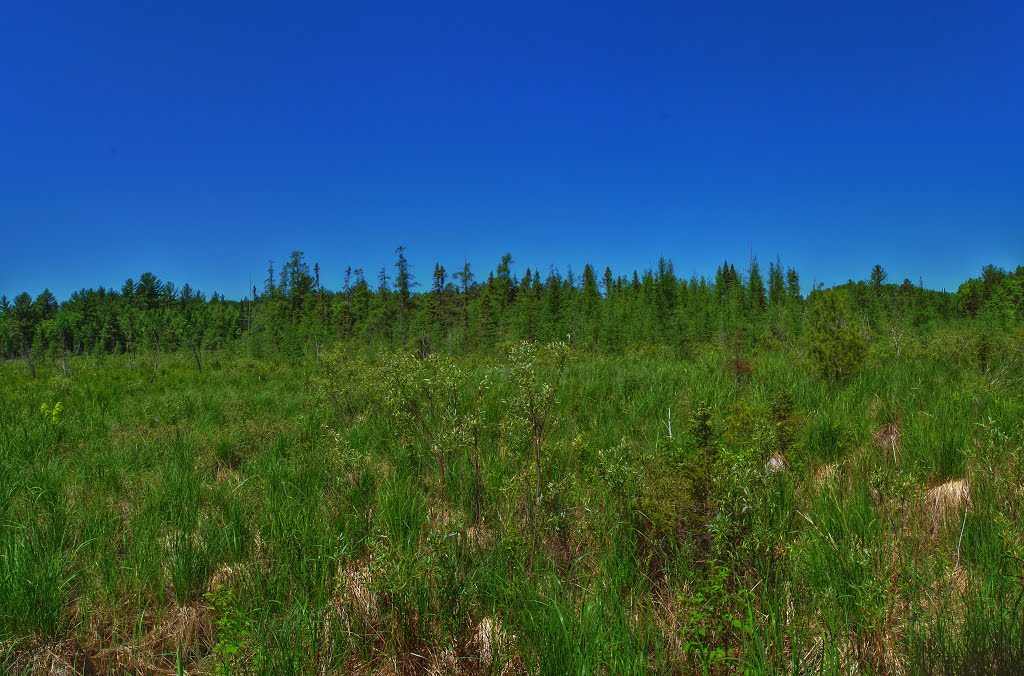 Lake Lackawanna State Natural Area by Aaron Carlson