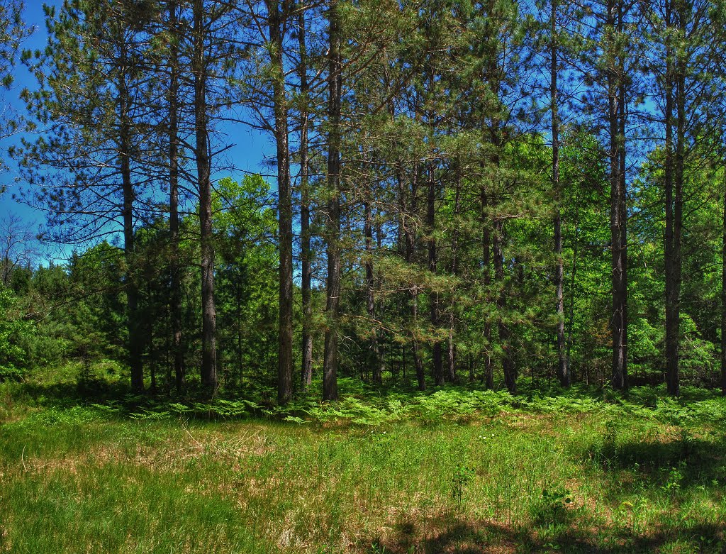 Lake Lackawanna State Natural Area by Aaron Carlson