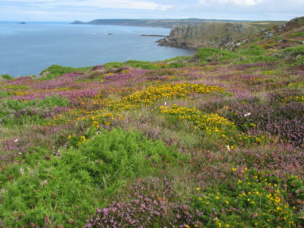 Flora at land's end by second sight