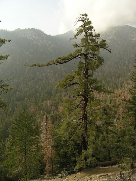 Sugar pine along Devil's Slide Trail by Chris Earle