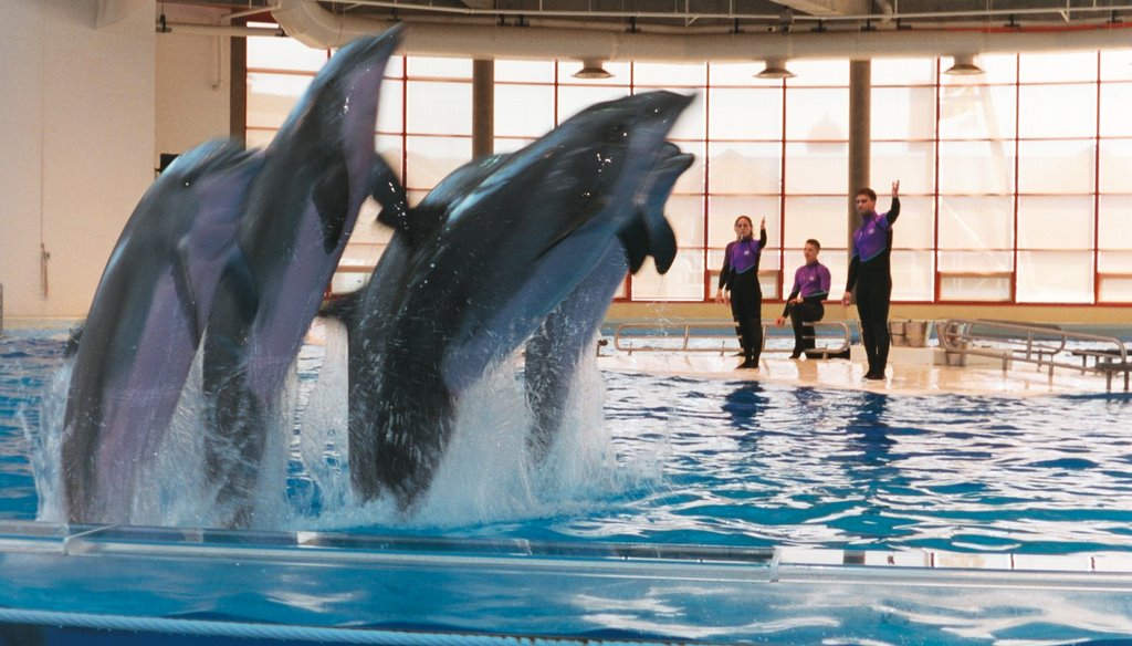 Dolphin show at the aquarium by TheMagikRat