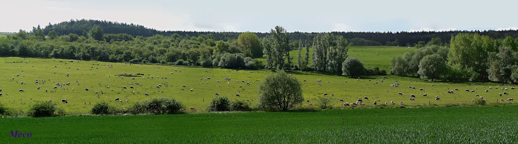 Petrovická Stráň, ovečky jedna vedle druhé, by meco1954