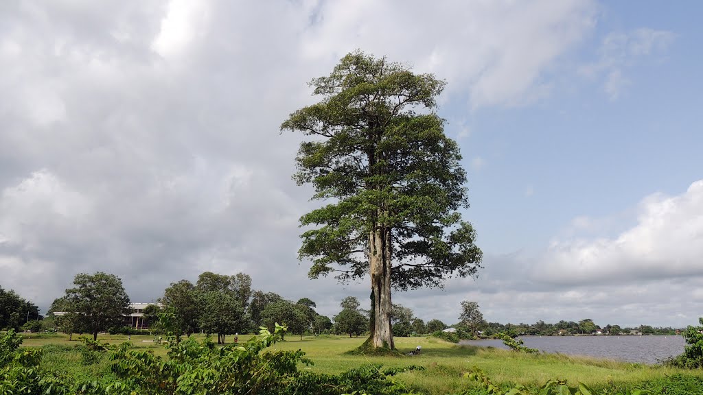 One of the few tall trees around here still standing by GerardNL