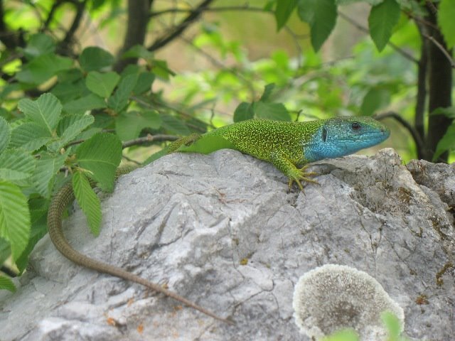 Green Lizard by Sasa Brajovic