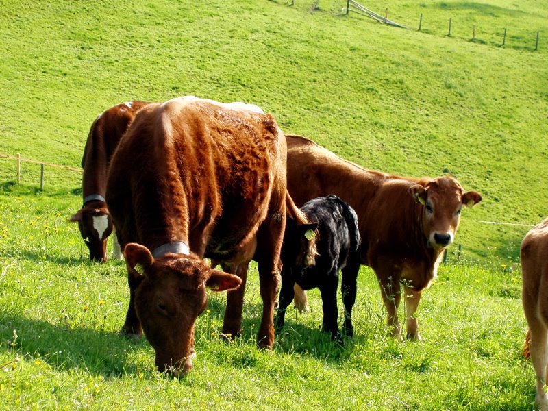 Mb - Cows with their calfs by Margrit Berger