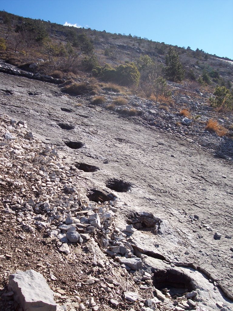 Dinosaur footprints by berzius