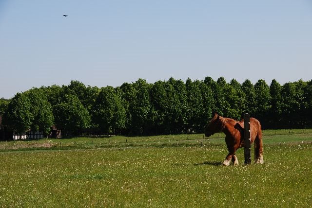 View over the meadow by christopher.leth@gmail.com