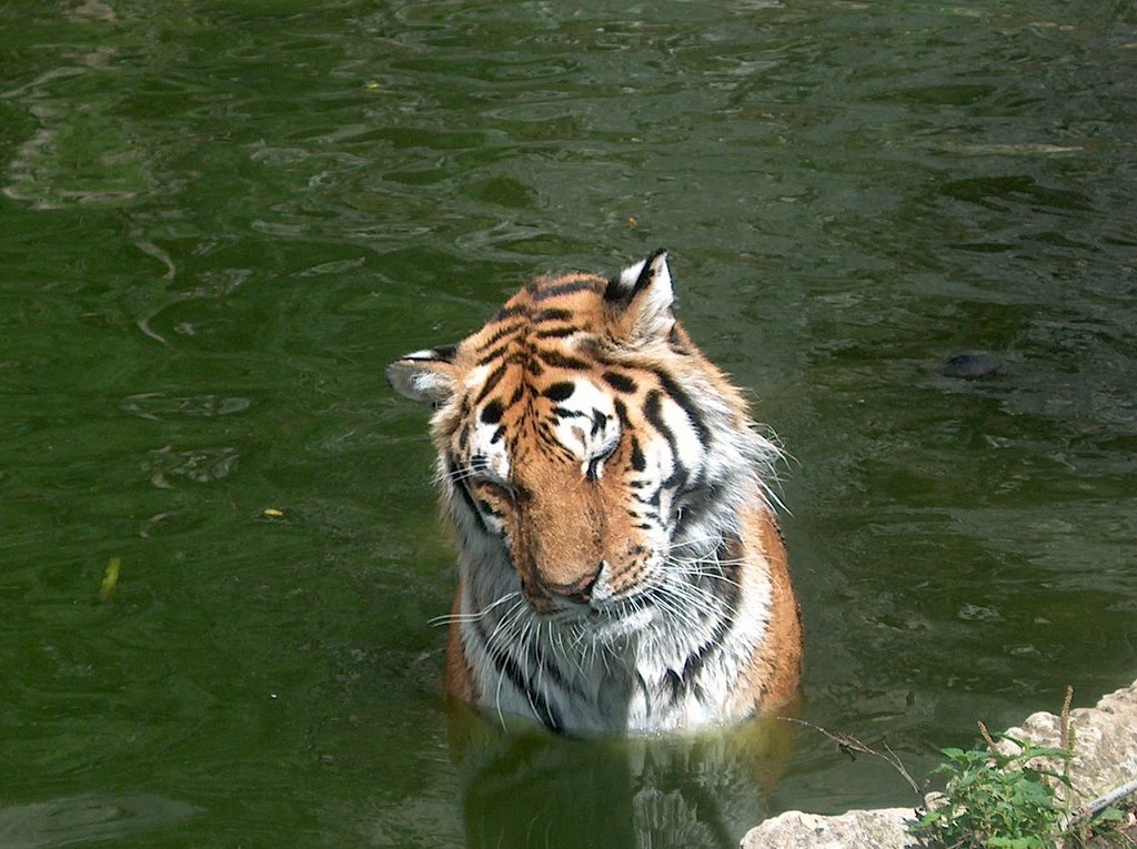 Zoo di Besançon - La Citadelle by Gaetano Cadeddu