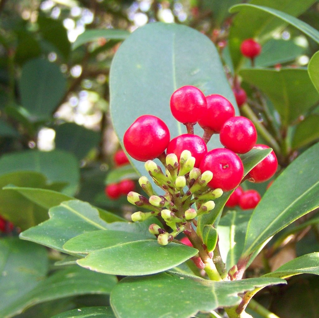 Holly berries by CrystalHill