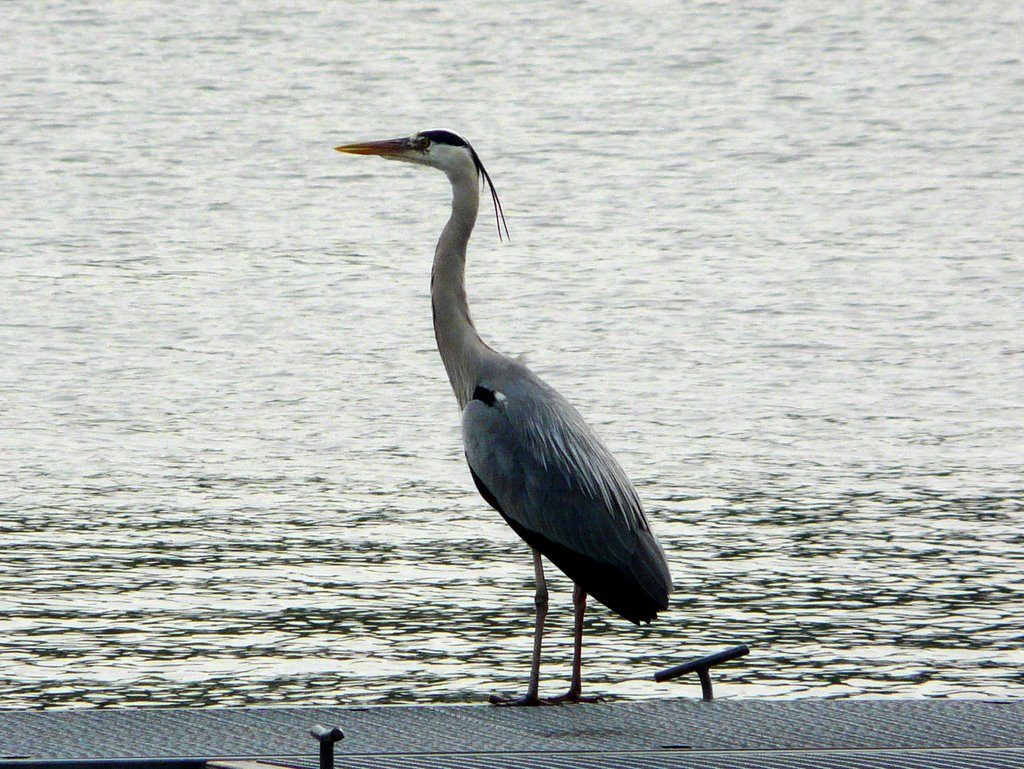 A Heron At The Aa-See, Münster by ©junebug