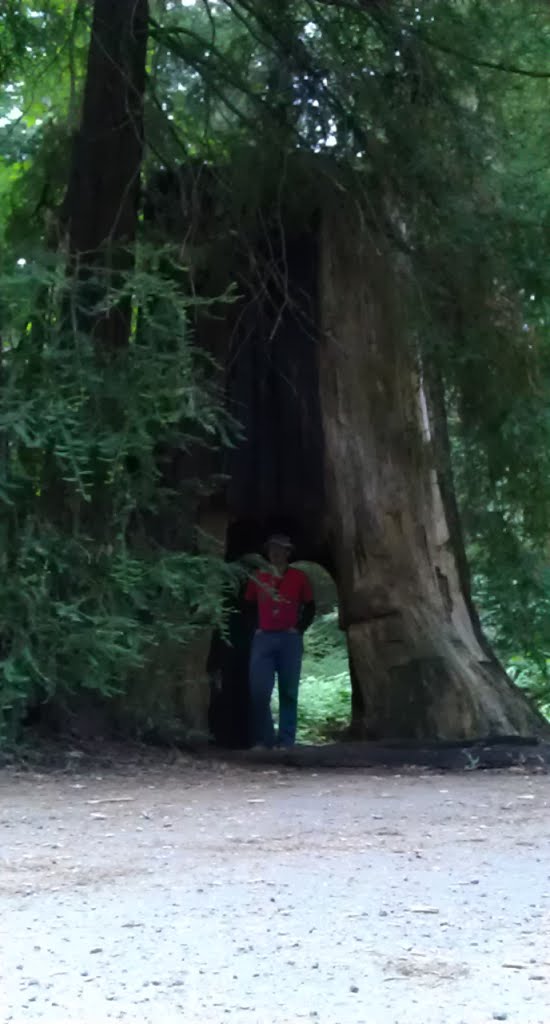 Redwood Tree Stump by Tibor G. Balogh