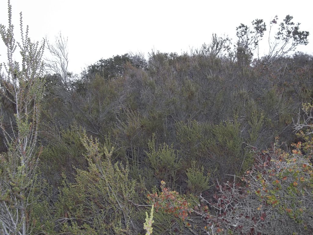 Stand of Coastal Chamise Chaparral (Adenostoma fasciculatum var. obtusifolium)- San Clemente Canyon by bripowell