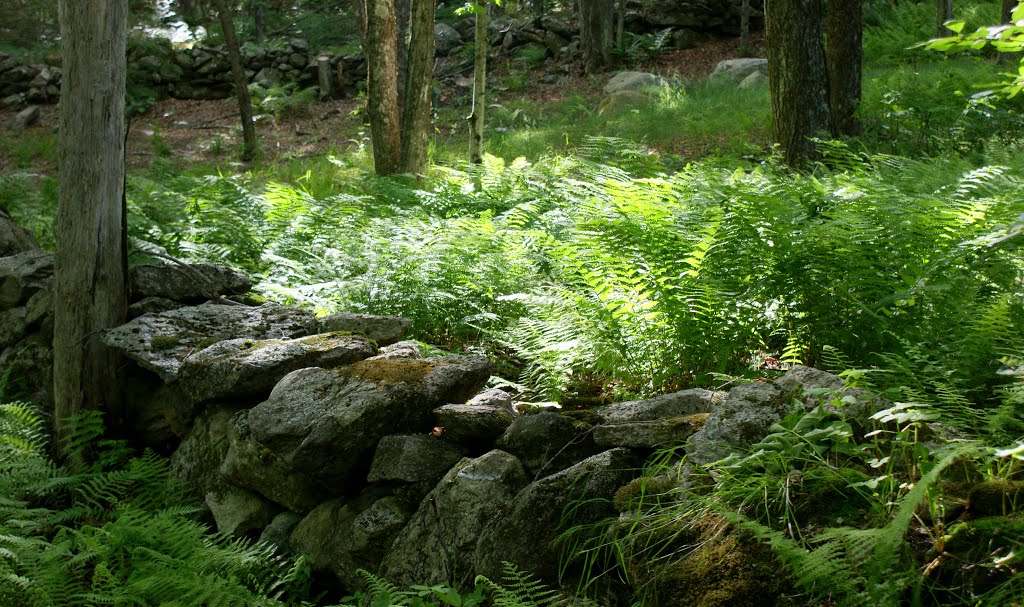 Stone Wall and Ferns on Thundering Brook Road by tobarone