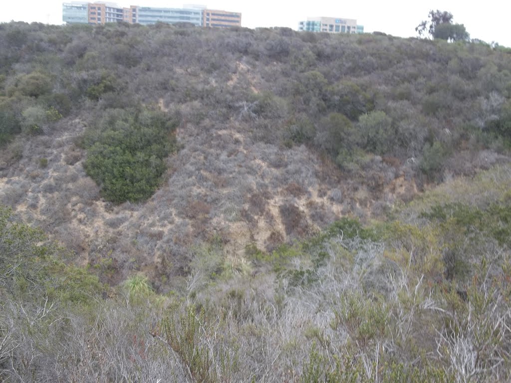 Coastal Sage Scrub Covered Hillside- San Clemente Canyon by bripowell