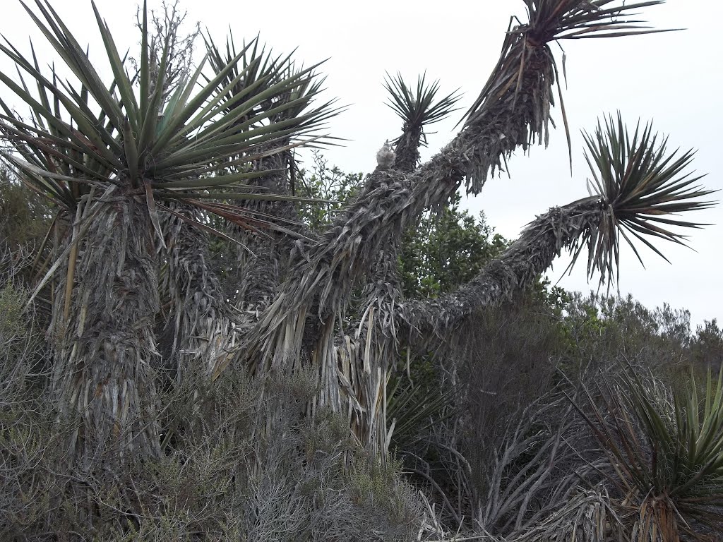 Aging Mojave Yucca (Yucca schidigera)- San Clemente Canyon by bripowell