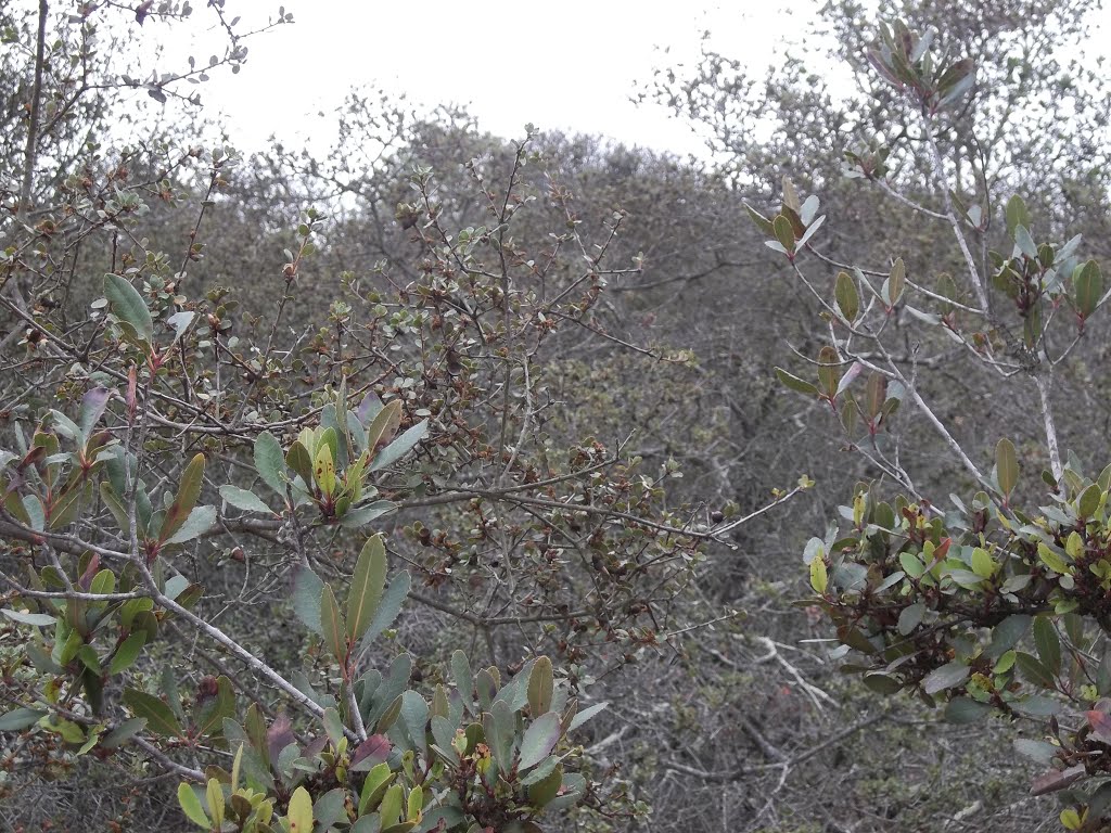 Toyons (Large Leaves) and Scrub Oaks (Tiny Leaves) in Chaparral- San Clemente Canyon by bripowell