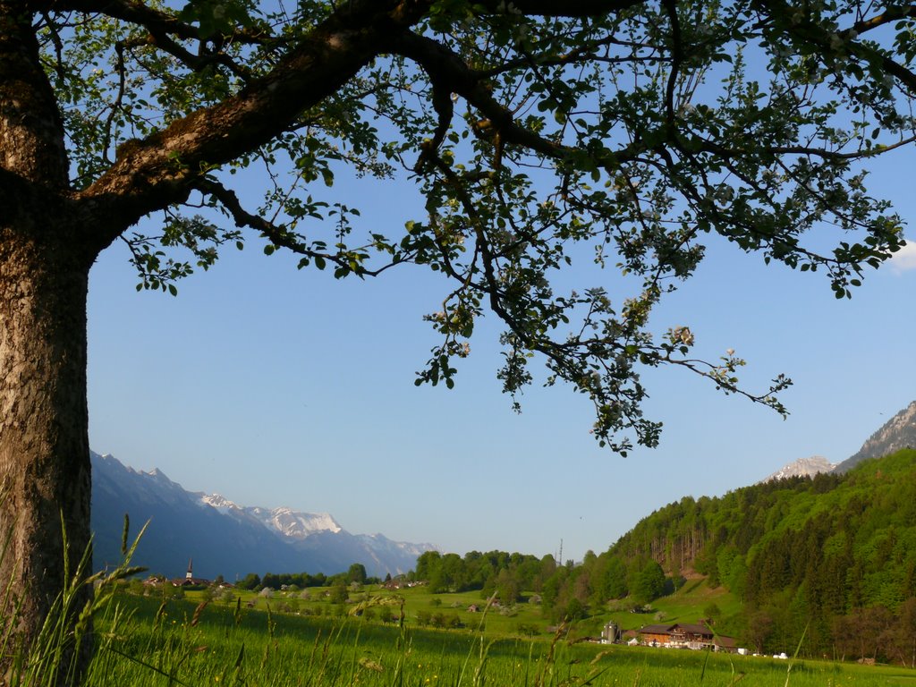 Wilderswil, matten FAVORIET RIEN by mjkieviet