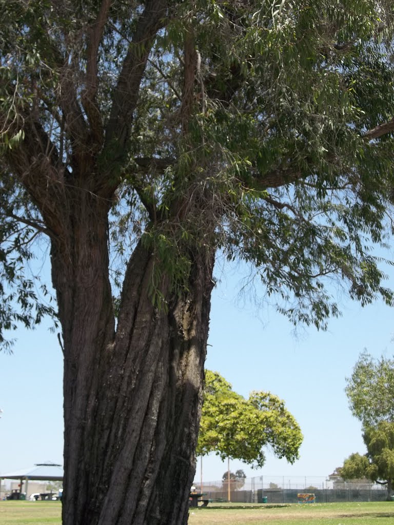 Stout Trunk of Willow Peppermint (Agonis flexuosa)- South Clairemont Park by bripowell