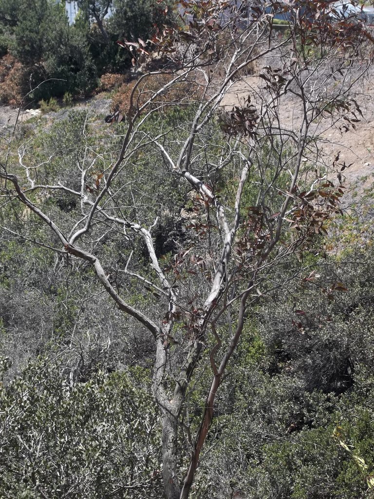 Poor Lil' Euki (Eucalyptus) Not Doing So Well in Canyon by bripowell