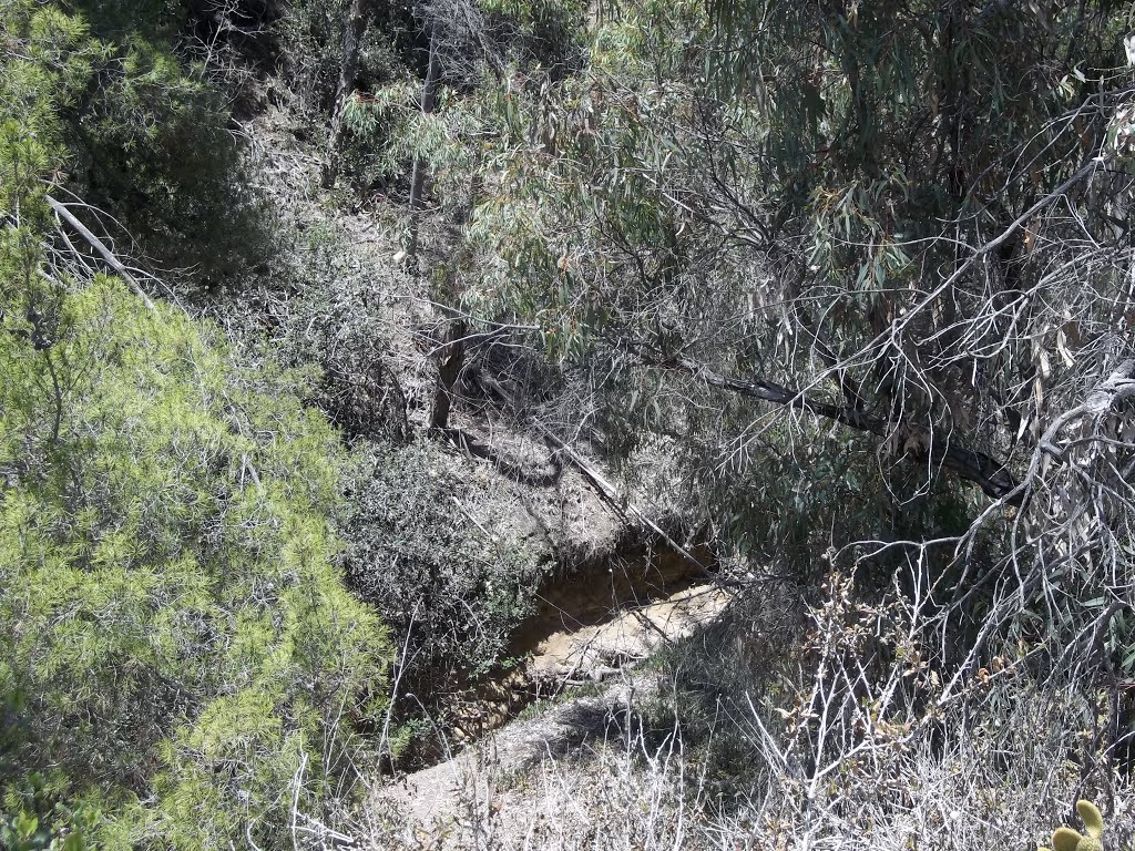 Small Ravine And Dry Seasonal Creekbed Behind St. Mark's Church- Off Clairemont Drive- San Diego by bripowell