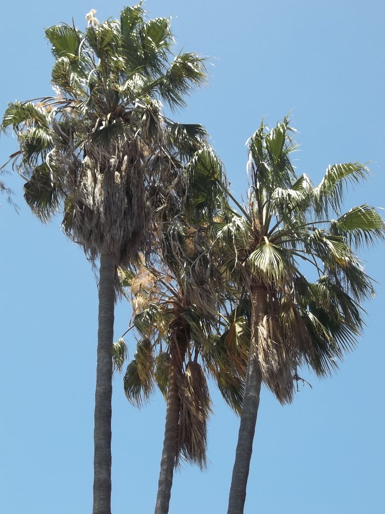 3 Palms in Front Of My Old Duplex (I Lived There Jan. 1994- Jan. 1995)- Clairemont Drive- San Diego by bripowell