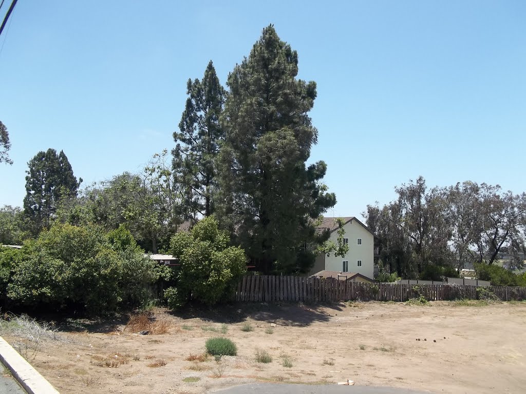 Healthy Canary Island Pines (Pinus canariensis) Looking Southwest From Ute Drive, San Diego by bripowell