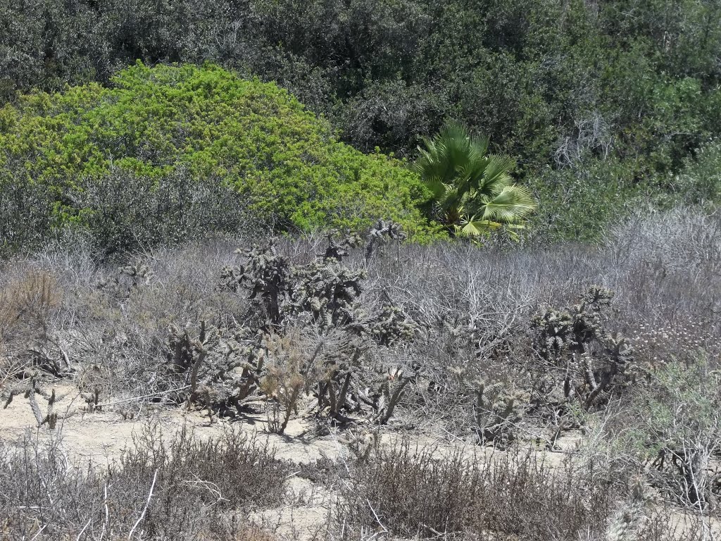 Urban Canyon Native/Exotic Vegetation Interface- Ute Drive, San Diego by bripowell