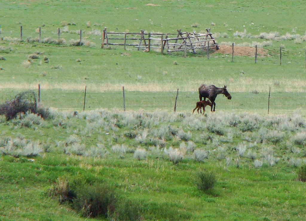 The trouble with Fences.... by walkaboutwest