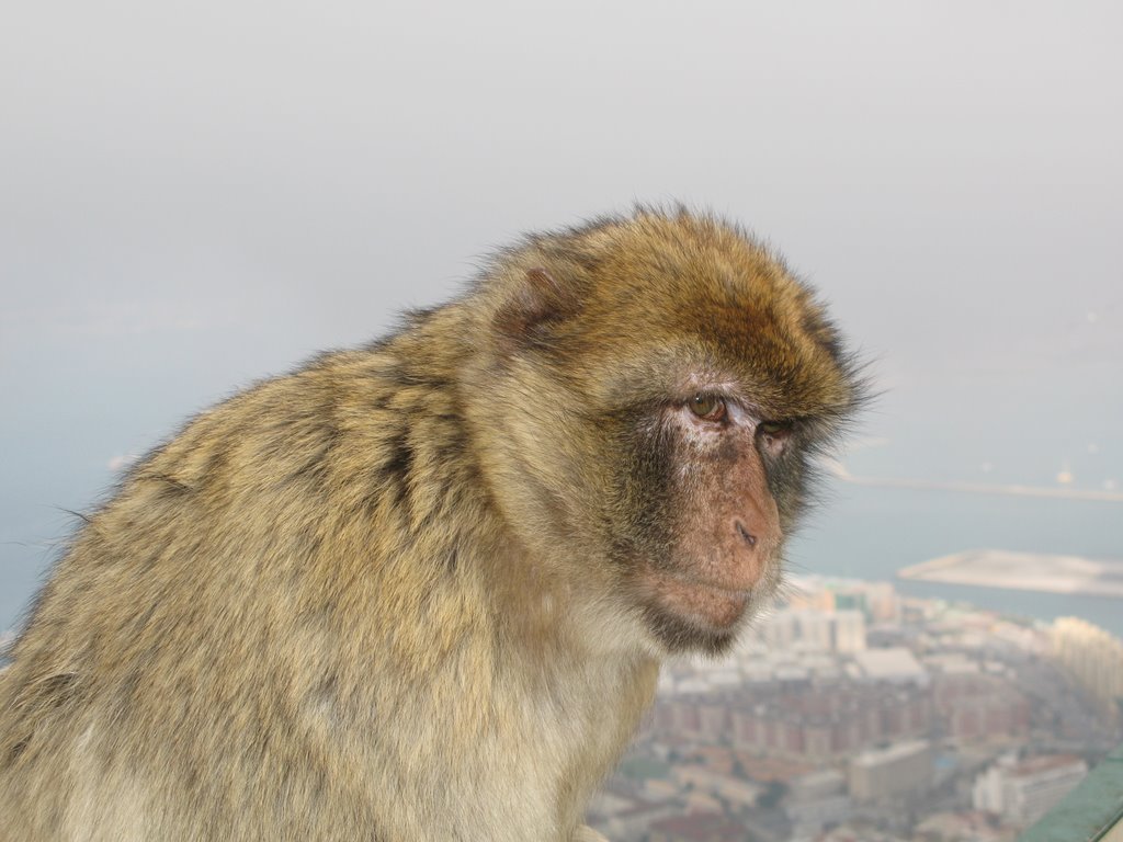 Gibraltar's Barbary Ape by Kacuncica