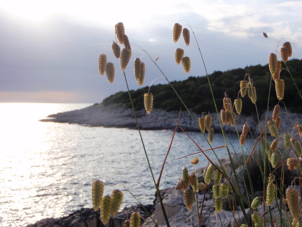 Unije_sunset&grass by nixa_turky