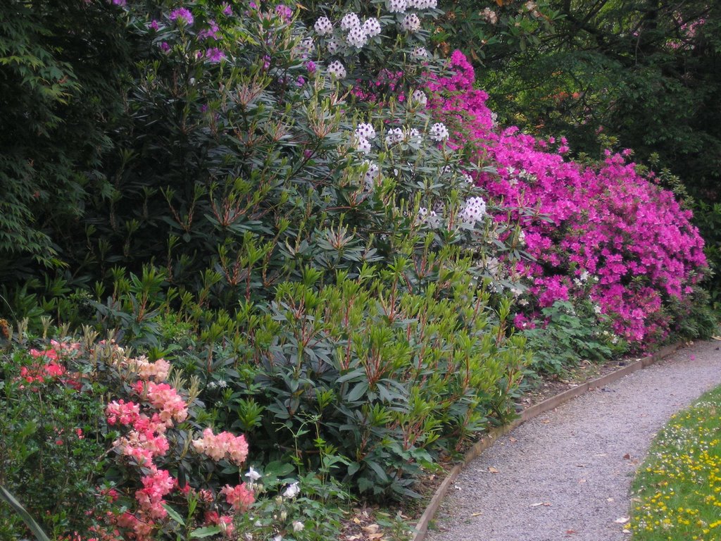 Rhododendrums at Coleton Fishacre by sarah2lane