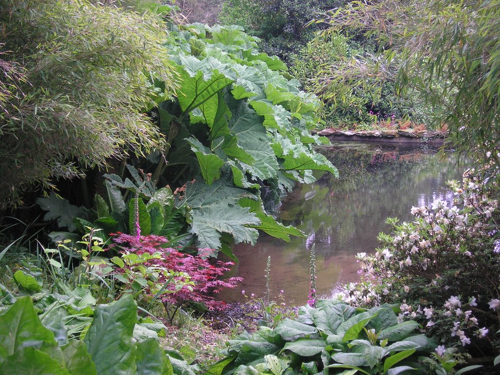 A pond at Cloeton Fishacre by sarah2lane