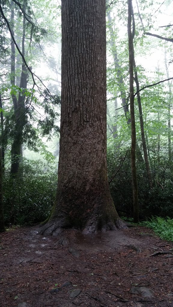 Old growth tree by McSky