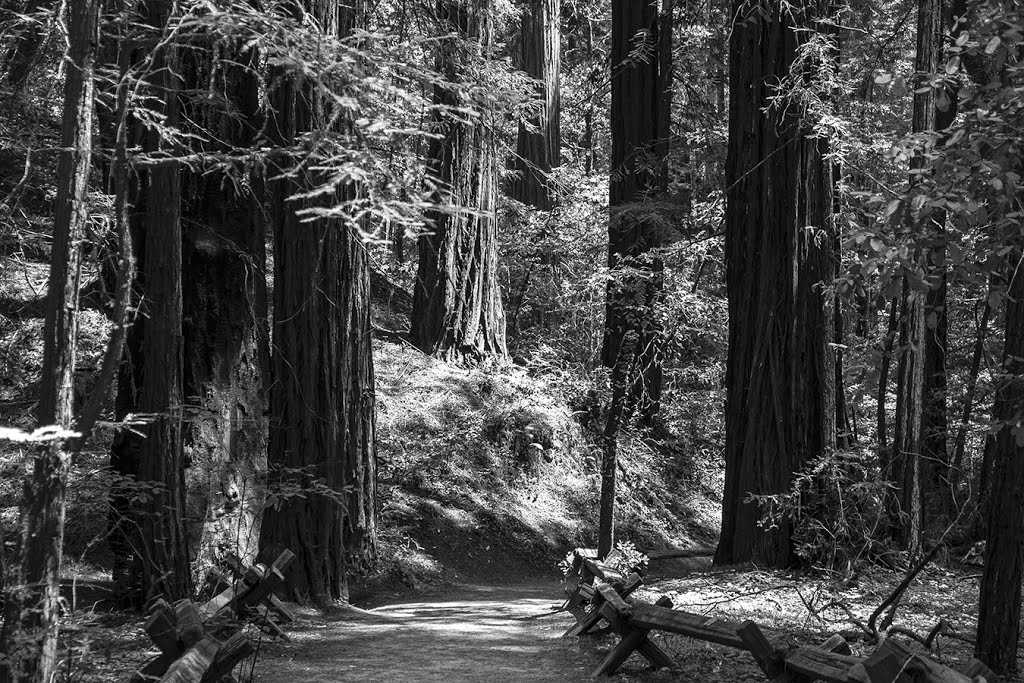 Armstrong Redwoods State Natural Reserve Guerneville Cal by podiceps60