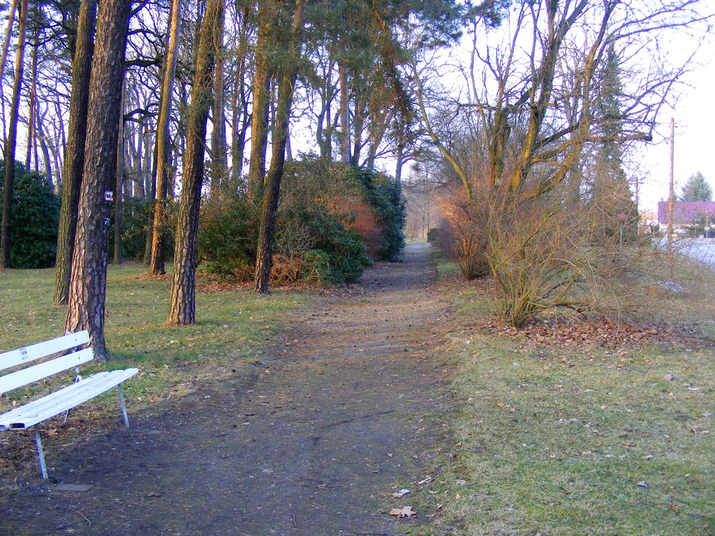 Grünewalde bei Lauchhammer, Niederlausitz. Rundweg im Rhododrendronpark. by velthurvik