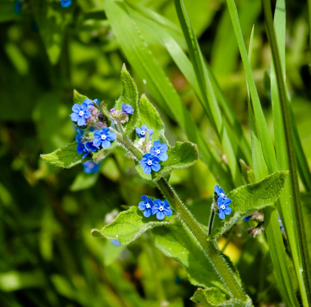 33830 Belmonte, Asturias, Spain by Inés Eizaga