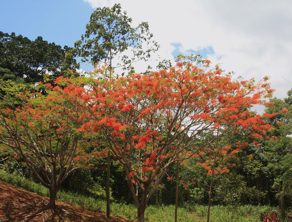 Tiempo de Flores-Mamey-Guaynabo by Ricardo David Jusino