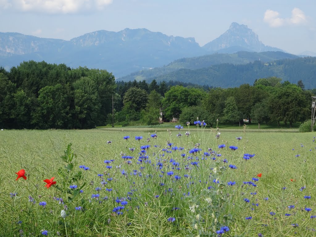 Kornblumen vor Traunstein by rotschild