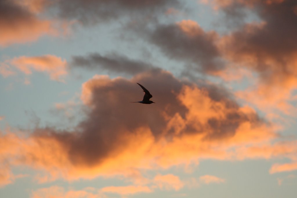 Eine Küstenseeschwalbe Fliegt im Abendrot by andytux8