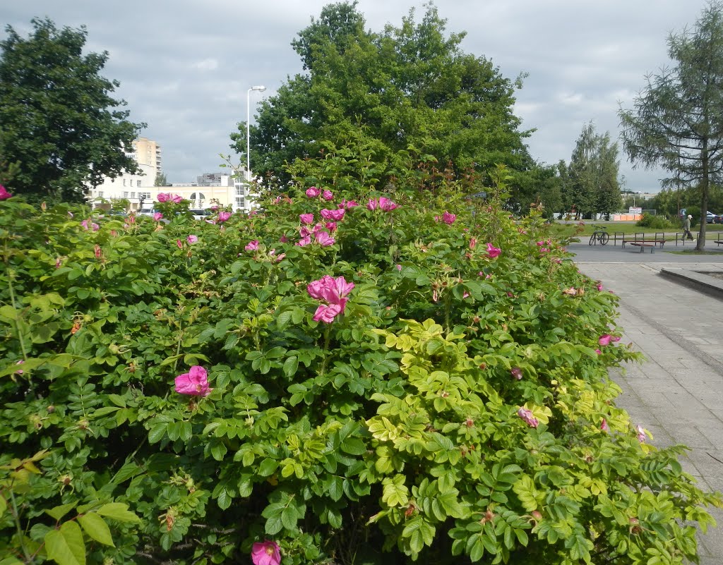 Erškėčiai prie Kolegijos Thorns near North Lithuanian College by Aurimas Nausėda