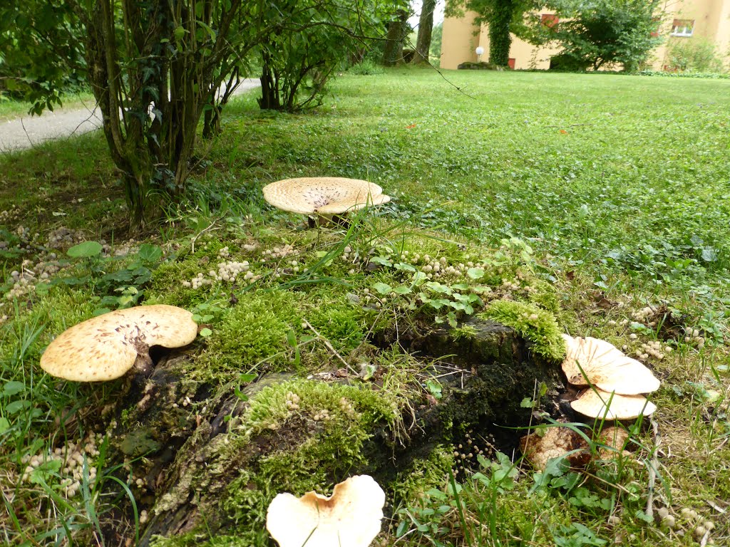 (Polyporus squamosus) Schuppiger Stielporling am Baumstrunk im Juli 2014 by Pilzritter