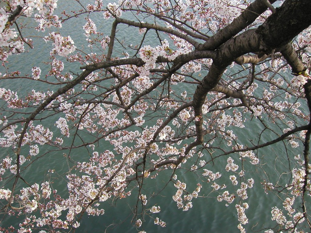 Cherry Blossom, Osaka Castle by Aubrey Tang