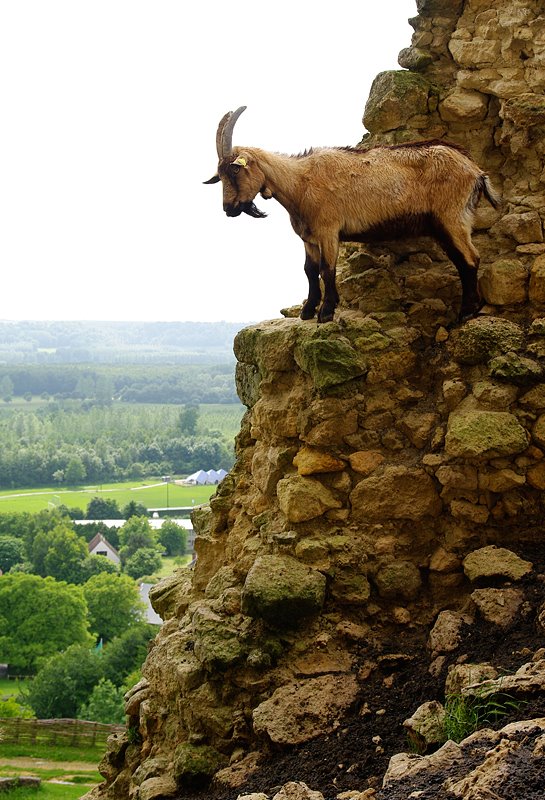 02380 Coucy-le-Château-Auffrique, France by Michael Erard